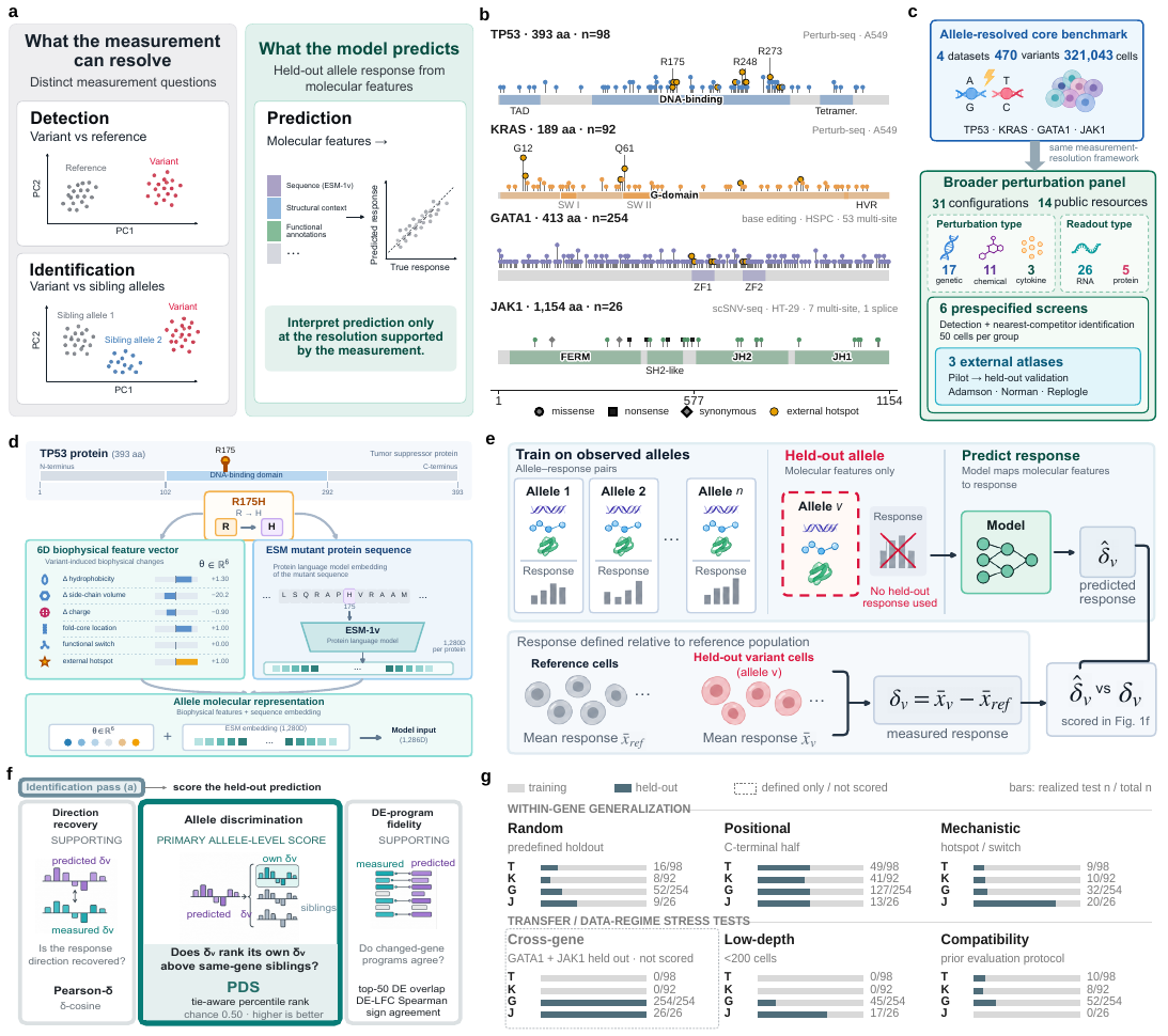 PertResolve: measurement resolution for fine-grained perturbation prediction