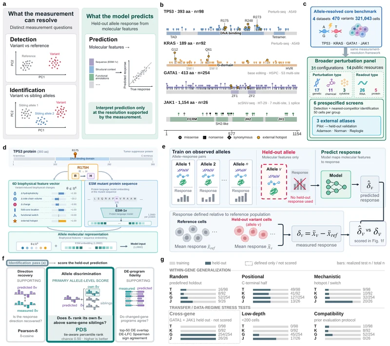 PertResolve: measurement resolution for fine-grained perturbation prediction