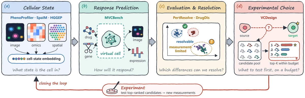 Research loop in four panels: (a) cellular state learned from image, omics and spatial measurements; (b) a virtual cell predicts image and expression responses to drug and gene perturbations; (c) evaluation of which predicted differences measurements can resolve; (d) intervention design that ranks candidates by their predicted shift from a source state to a target state and tests the top-K within budget B. Experiments on the selected candidates produce new measurements that close the loop.